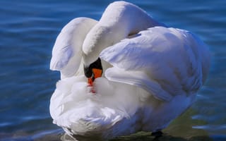 Картинка белый, природа, синева, крылья, поза, лебеди, птица