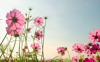Картинка поле, лето, pink, summer, flowers, цветы, field, розовые