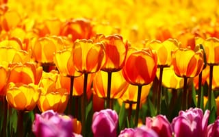 Картинка поле, свет, желтый, сад, яркие, оранжевый, тюльпаны, цветы