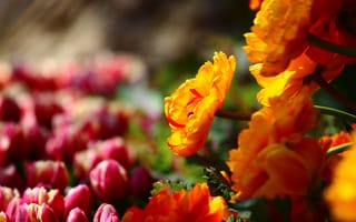 Картинка поле, цветы, весна, яркие, лепестки, сад, тюльпаны