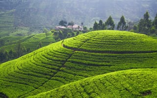 Картинка tea plantation, плантации, холмы, панорама, поля, зелень