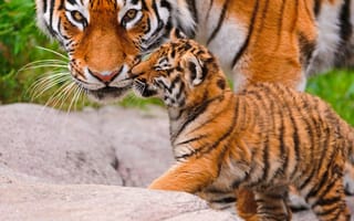 Картинка tiger, тигренок, hq, взгляд, большая кошка, животные, тигрица