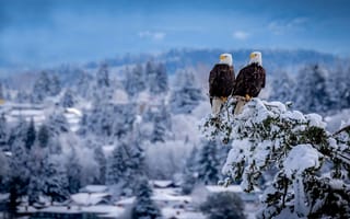 Обои зима, ветка, птицы, пара, Белоголовый орлан, дуэт, снег