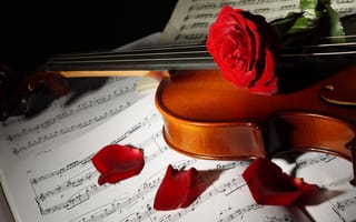 Картинка ноты, цветы, лепестки, розы, скрипка