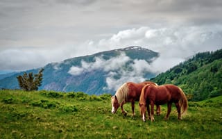 Картинка лето, облака, лошадь, природа, конь, пасутся, горы