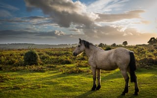 Картинка поле, трава, лошадь, конь