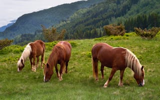Картинка поле, горы, пасутся, конь, три, гнедой, пастбище