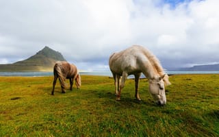 Картинка пасутся, Исландия, исландские, лошади, поле, горы, кони