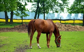Картинка лето, конь, лошадь, гнедой, пасутся