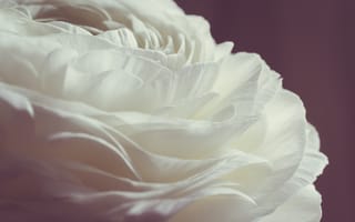 Картинка роза, белая, лепестки