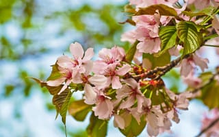 Картинка деревья, цветы, ветки, природа, розовые, сад, весна, вишня