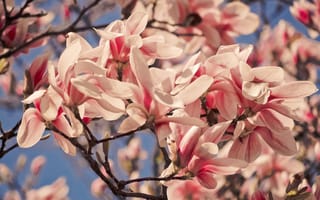 Картинка цветы, ветки, розовые, весна, парк, природа, магнолия