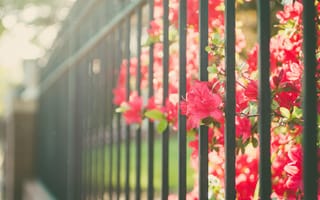 Картинка забор, цветы, красные, лепестки, ограда