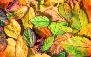 Картинка осень, leaves, autumn, листья, осенние, texture, colorful