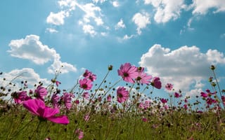 Картинка поле, лето, cosmos, flowers, summer, солнце, облака, цветы, розовые, field, pink