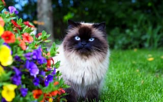 Картинка кошка, пушистая, трава, гималайская, цветы, сад
