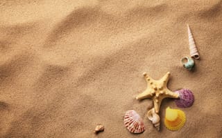 Обои песок, морская звезда, ракушки, shells, sand, starfish