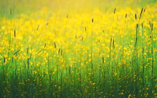 Картинка поле, лето, трава, боке, цветы
