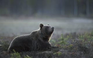 Картинка природа, туман, медведь