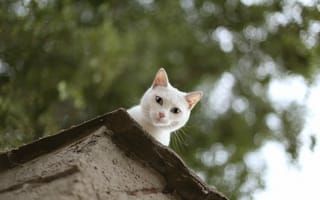 Картинка кот, выглядывает, кошка, белый, смотрит