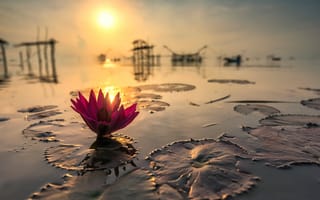 Картинка солнце, отражение, Лотос, Тайланд