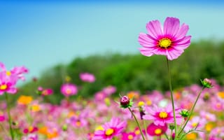 Картинка cosmos, поле, summer, flowers, небо, field, лето, розовые, солнце, pink, цветы