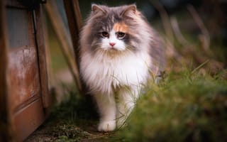 Обои кошка, котёнок, весна, красотка, взгляд, кот, доски, портрет, белая грудка, мордочка, прогулка, пятнистая, пушистая, трехшерстная, трава, котенок, двор, размытие