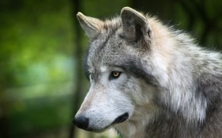 Картинка взгляд, морда, портрет, серый, зеленый, природа, волк