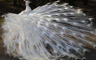 Картинка птица, перья, альбинос, павлин, хвост, белый
