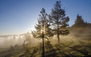 Картинка деревья, утро, туман