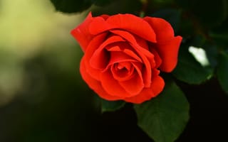 Картинка цветок, ярко-красная, роза, бутон