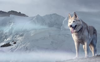 Картинка взгляд, морда, ледник, снег, Собака, Хаски