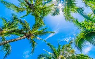 Картинка пляж, palms, beautiful, tropical, небо, sky, пальмы, paradise, beach, summer, лето