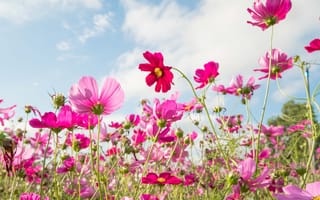 Картинка поле, лето, цветы, cosmos, summer, небо, розовые, солнце, pink, field, flowers