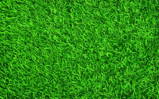 Картинка трава, summer, grass, зеленая, green, газон