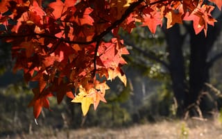 Картинка дерево, листья, макро, осень