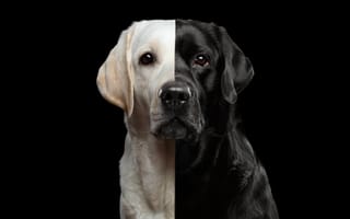 Картинка golden, black, labrador