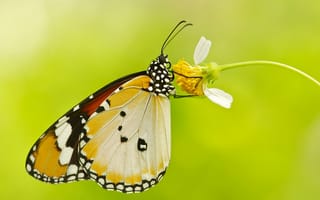 Картинка бабочка, растение, цветок, мотылек, крылья