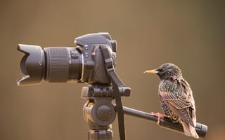Картинка фотоаппарат, грач, птица