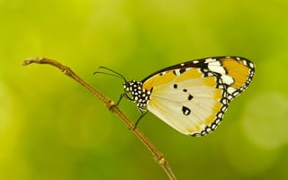 Картинка бабочка, крылья, растение, веточка, узор, мотылек