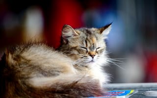 Картинка кошка, отдых, пушистый, котенок, серый