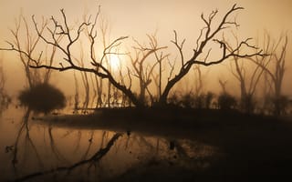 Картинка озеро, силуэт, солнечный свет, деревья, туман, коряги, утро