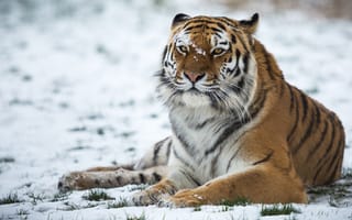 Обои взгляд, дикая кошка, тигр, снег