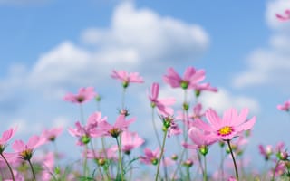 Обои поле, flowers, лето, field, pink, небо, розовые, цветы, солнце, cosmos, summer