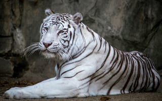 Картинка красавец, белый, тигр