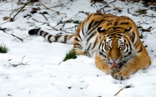 Картинка дикая кошка, тигр, снег