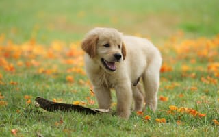 Картинка трава, puppy, park, цветы, cute, golden, лужайка, милый, ретривер, парк, щенок, dog, retriever