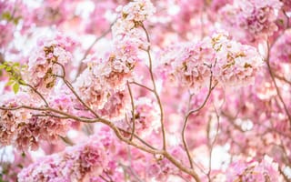 Картинка ветки, весна, bloom, spring, pink, blossom, цветение
