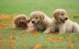 Картинка трава, dog, golden, щенок, puppy, ретривер, милый, лужайка, retriever, park, парк, цветы, cute