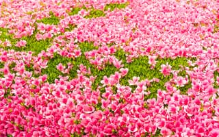 Картинка трава, цветы, розовые, flowers, blossom, pink, лужайка, grass, бутоны